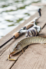 Close up view of big freshwater pike with fishing bait in mouth and fishing equipment lies on vintage wooden background..