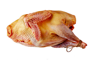 turkey isolated on white, close up