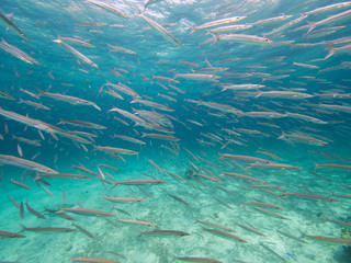 School of Forster's Barracudas in a coral lagoon