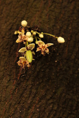 Cacao flower on tree