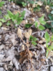 Plant Field dry Growth Nature close-up Land fragility vulnerability flower focus on foreground Freshness day no people 