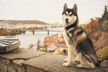 Traveling Husky in a new place. Czech Republic, Prague. City backgrounds. Bridges and Architecture. Dog in the city