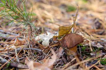 Wild edible bay bolete known as imleria badia or boletus badius mushroom growing in pine tree forest..