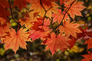 maple leaves in autumn