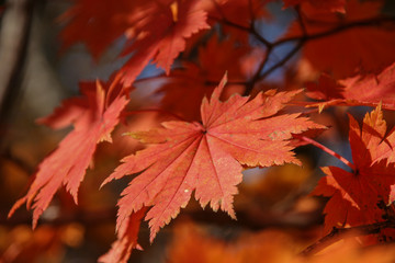 red maple leaves in autumn