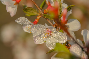 flowers of cherry