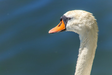 Schwanen Portrait, blaues Wasser 