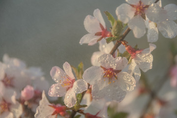 Obraz na płótnie Canvas flowers of cherry