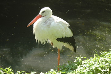 Image of a Stork, resting on one leg