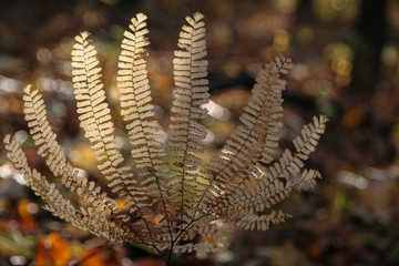 fern in forest
