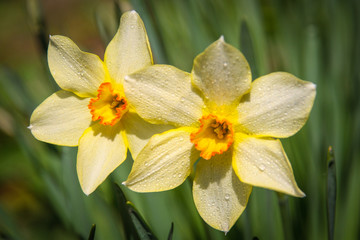 Daffodils in the garden