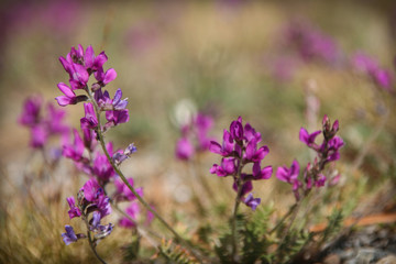 Fototapeta premium field of purple flowers