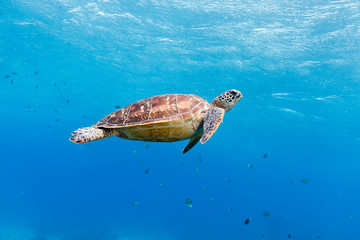 Green turtle (Chelonia mydas) Apo Island, Philippines