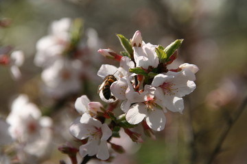bee on a cherry flower