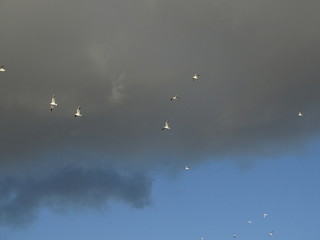 flock of birds flying in the sky