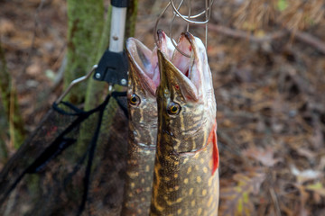 Freshwater pike fish. Two freshwater pike fish on fish stringer on natural background..
