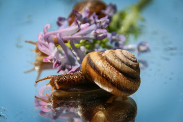 Snails
