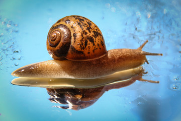 snail on white background