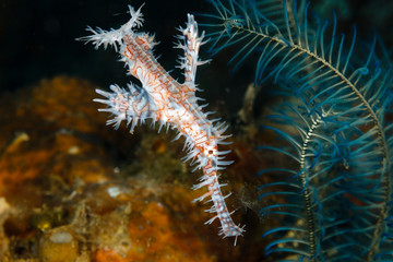 Ornate ghost pipefish (Solenostomus paradoxus) Lembeh Strait, Indonesia