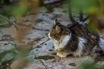 street cat animal portrait sitting on a stone ground in garden outdoor space creative...
