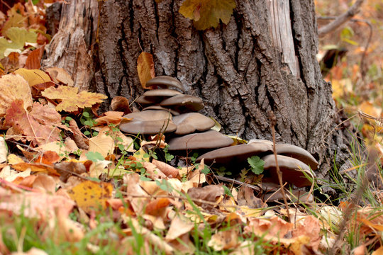 mushrooms and autumn leaves in the forest