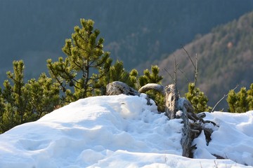 pino mugo, prealpi di Ledro, Trentino