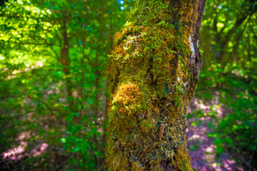 Small nature in Toyama, Japan. Japan is a country located in the East Asia.