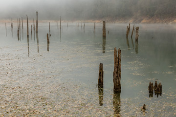 Sülüklü Göl (Leech Lake) with fog and decaying trees in the Bolu mountains of Turkey