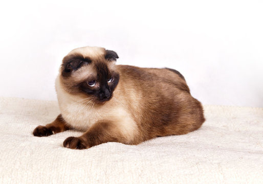 Siamese cat in tense pose on the white carpet on white background