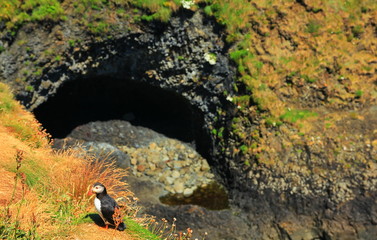 Puffins, cute birds of Scotland