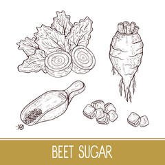 Sugar beet. Root, leaves, sugar, scoop. Set. Sketch. Monophonic.