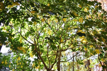 Fototapeta na wymiar Dendropanax trifidus yellow leaves