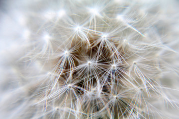 close up of dandelion. dandelion flower macro