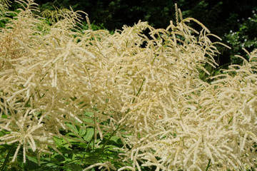 Aruncus Dioicus flowers