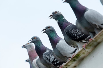 group of speed racing pigeon rest on home roof after hard flying