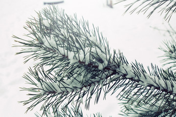 Natural background with pine branch in the snow, winter is coming concept, copy space