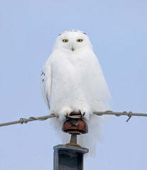 Fototapeta premium Male Snowy owl (Bubo scandiacus) isolated on white background perched on a hydro pole in winter in Ottawa, Canada