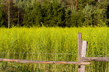 Fototapeta premium Okolice Puszczy Knyszyńskiej - PODLASIE - Polska