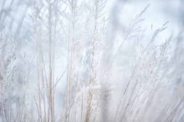 Frost and snow covered grasses.