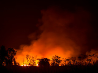 Fototapeta na wymiar Forest fires
