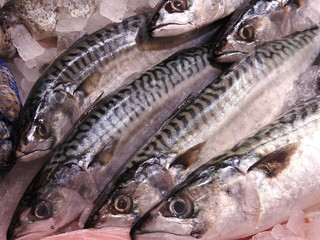 Mackerels fish, fresh on ice for sale on market. Close up