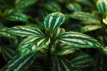 Pilea cadierei - green variegated leaves close-up - top view - textures.