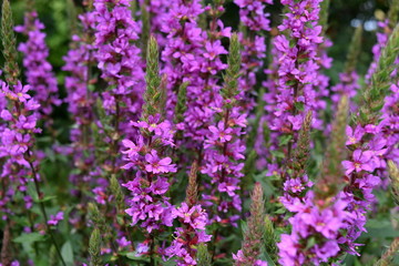 Obraz premium shrub of the loosestrife