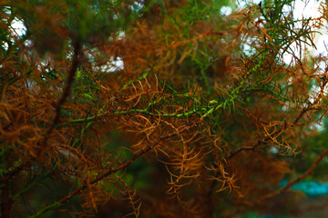 Rotala Macrandra Narrow Leaf, plant, background. color