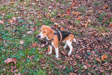 A smart beagle puppy on a walk in the city Park. Tricolor Beagle puppy is watching a peaceful autumn landscape.
