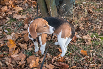 A smart beagle puppy on a walk in the city Park. Tricolor Beagle puppy is watching a peaceful...