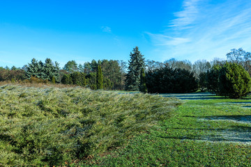 Frost with dew drops on the green leaves grass. Soft Focus at Doi Inthanon.