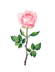 One pink rose with buds, leaves. Watercolor art - obrazy, fototapety, plakaty