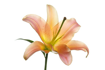 Orange lily flower on white background.