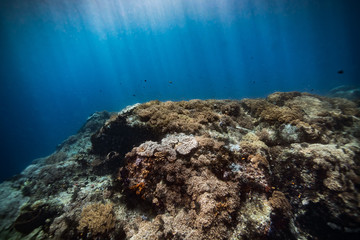 Beautiful Indonesian coral reef